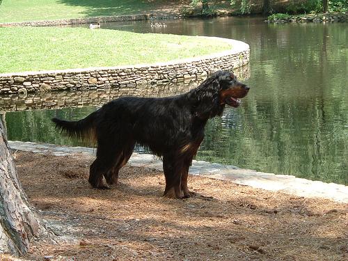 A dog image from https://images.dog.ceo/breeds/setter-gordon/n02101006_772.jpg