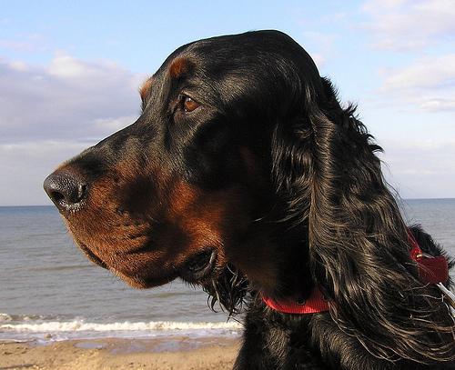 A dog image from https://images.dog.ceo/breeds/setter-gordon/n02101006_7867.jpg