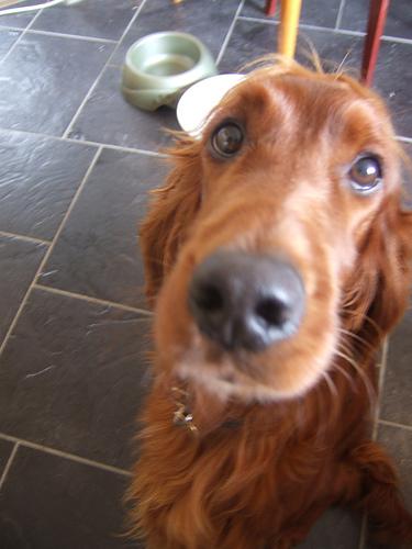 A dog image from https://images.dog.ceo/breeds/setter-irish/n02100877_1453.jpg