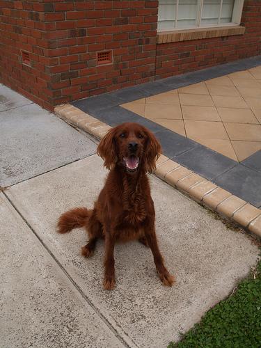 A dog image from https://images.dog.ceo/breeds/setter-irish/n02100877_2989.jpg