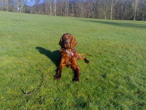 A dog image from https://images.dog.ceo/breeds/setter-irish/n02100877_3936.jpg