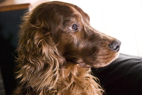 A dog image from https://images.dog.ceo/breeds/setter-irish/n02100877_407.jpg