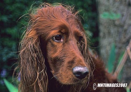 A dog image from https://images.dog.ceo/breeds/setter-irish/n02100877_6183.jpg