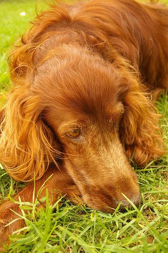 A dog image from https://images.dog.ceo/breeds/setter-irish/n02100877_6417.jpg