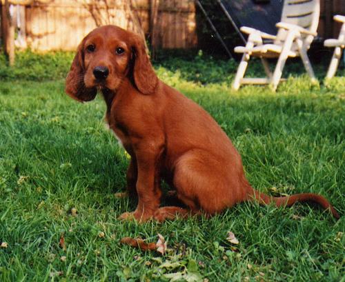 A dog image from https://images.dog.ceo/breeds/setter-irish/n02100877_6642.jpg