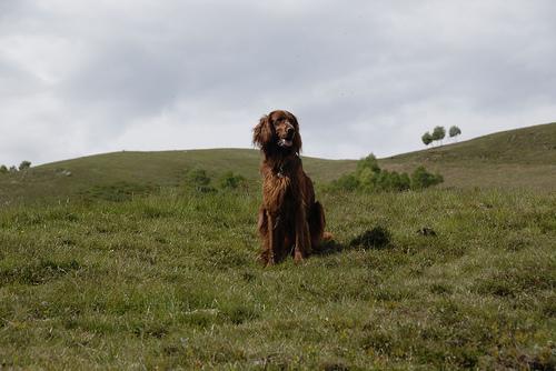 A picture of a dog.