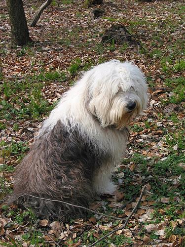 A dog image from https://images.dog.ceo/breeds/sheepdog-english/n02105641_10151.jpg