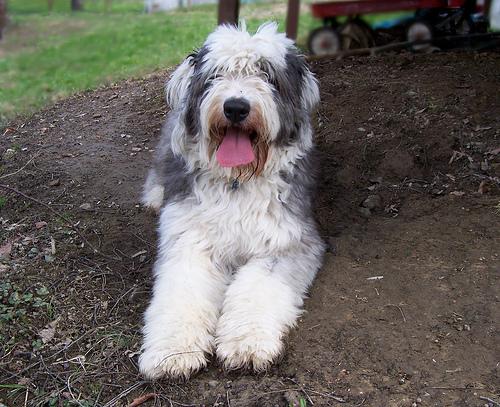 A dog image from https://images.dog.ceo/breeds/sheepdog-english/n02105641_1109.jpg