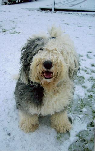 A dog image from https://images.dog.ceo/breeds/sheepdog-english/n02105641_1295.jpg