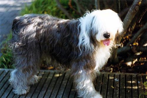 A dog image from https://images.dog.ceo/breeds/sheepdog-english/n02105641_13779.jpg