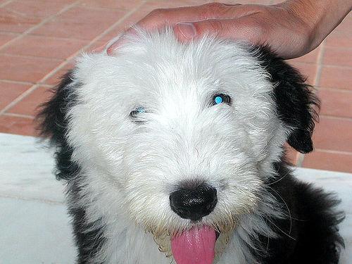 A dog image from https://images.dog.ceo/breeds/sheepdog-english/n02105641_1589.jpg