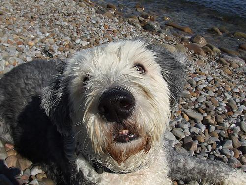 A dog image from https://images.dog.ceo/breeds/sheepdog-english/n02105641_1673.jpg