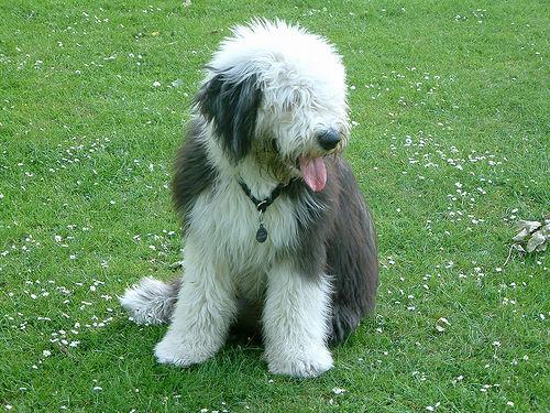 A dog image from https://images.dog.ceo/breeds/sheepdog-english/n02105641_1921.jpg