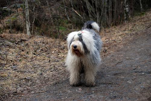 A dog image from https://images.dog.ceo/breeds/sheepdog-english/n02105641_2607.jpg