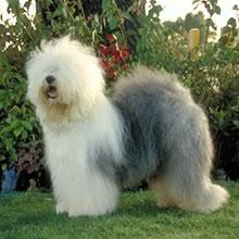 A dog image from https://images.dog.ceo/breeds/sheepdog-english/n02105641_3602.jpg