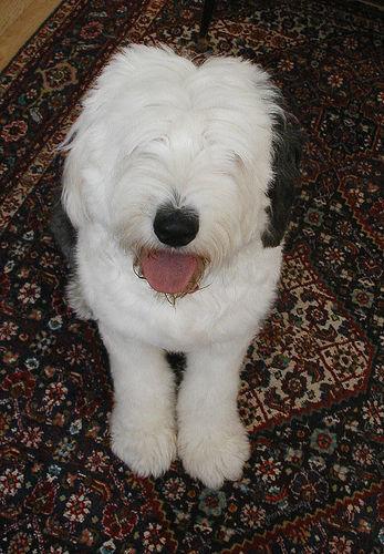 A dog image from https://images.dog.ceo/breeds/sheepdog-english/n02105641_4150.jpg