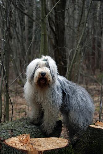 A dog image from https://images.dog.ceo/breeds/sheepdog-english/n02105641_4268.jpg