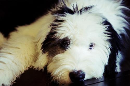 A dog image from https://images.dog.ceo/breeds/sheepdog-english/n02105641_4577.jpg