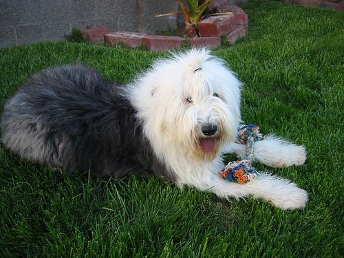 A dog image from https://images.dog.ceo/breeds/sheepdog-english/n02105641_4796.jpg