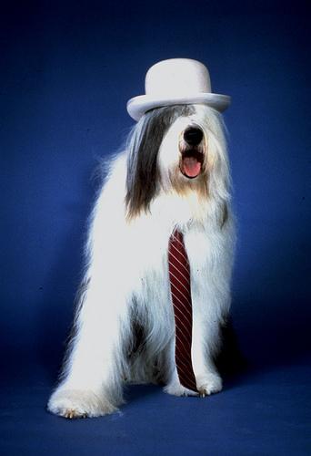 A dog image from https://images.dog.ceo/breeds/sheepdog-english/n02105641_6218.jpg