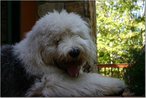 A dog image from https://images.dog.ceo/breeds/sheepdog-english/n02105641_6453.jpg