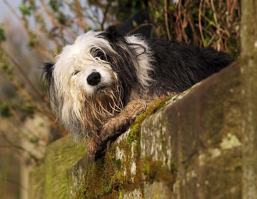 A dog image from https://images.dog.ceo/breeds/sheepdog-english/n02105641_6534.jpg