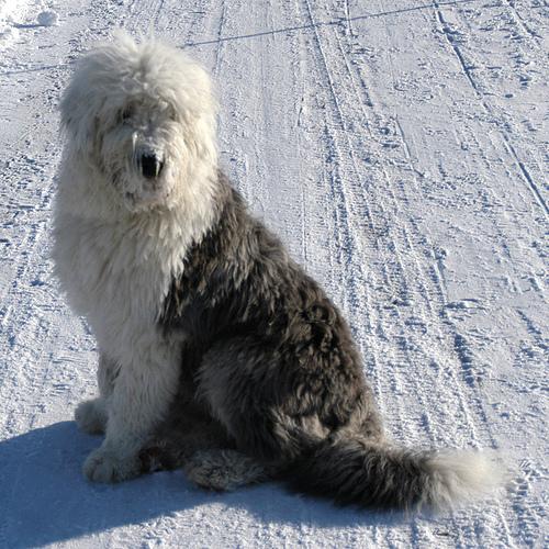 A dog image from https://images.dog.ceo/breeds/sheepdog-english/n02105641_6875.jpg