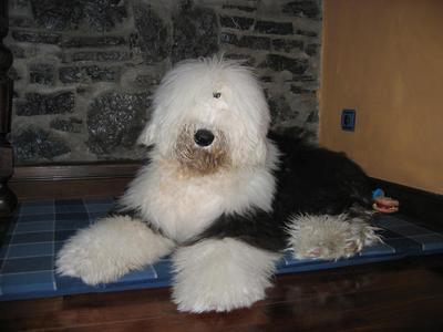 A dog image from https://images.dog.ceo/breeds/sheepdog-english/n02105641_696.jpg