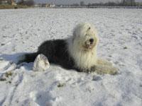 A dog image from https://images.dog.ceo/breeds/sheepdog-english/n02105641_7219.jpg