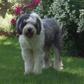 A dog image from https://images.dog.ceo/breeds/sheepdog-english/n02105641_727.jpg