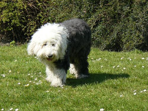 A dog image from https://images.dog.ceo/breeds/sheepdog-english/n02105641_764.jpg