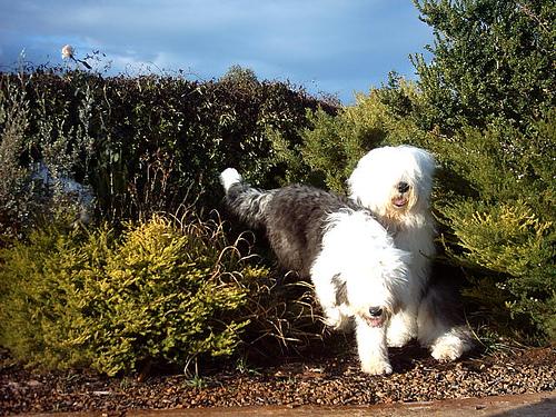 A dog image from https://images.dog.ceo/breeds/sheepdog-english/n02105641_7884.jpg