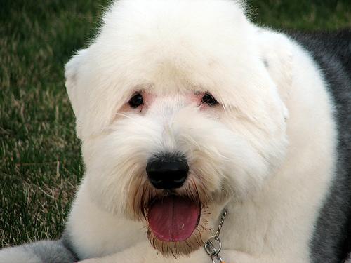 A dog image from https://images.dog.ceo/breeds/sheepdog-english/n02105641_9502.jpg