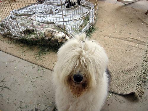 A dog image from https://images.dog.ceo/breeds/sheepdog-english/n02105641_9982.jpg