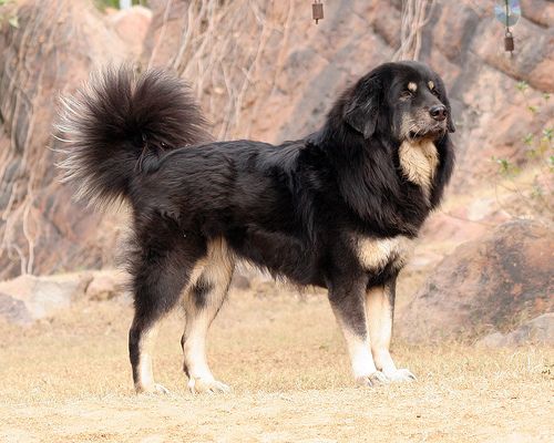 https://images.dog.ceo/breeds/sheepdog-indian/Himalayan_Sheepdog.jpg