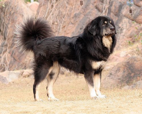 sheepdog