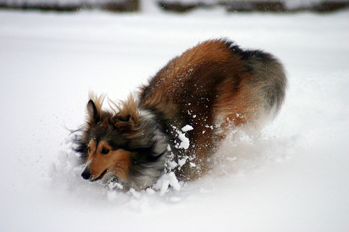 A dog image from https://images.dog.ceo/breeds/sheepdog-shetland/n02105855_10095.jpg