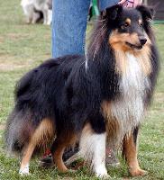 A dog image from https://images.dog.ceo/breeds/sheepdog-shetland/n02105855_10608.jpg