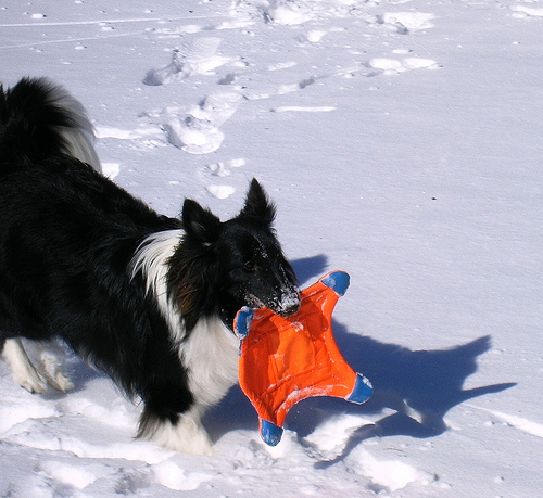 A dog image from https://images.dog.ceo/breeds/sheepdog-shetland/n02105855_10619.jpg