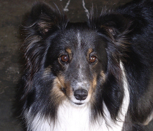 A dog image from https://images.dog.ceo/breeds/sheepdog-shetland/n02105855_11166.jpg