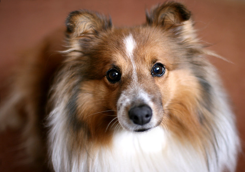 A dog image from https://images.dog.ceo/breeds/sheepdog-shetland/n02105855_14126.jpg