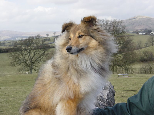 A dog image from https://images.dog.ceo/breeds/sheepdog-shetland/n02105855_14781.jpg