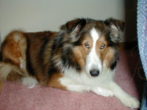 A dog image from https://images.dog.ceo/breeds/sheepdog-shetland/n02105855_15911.jpg