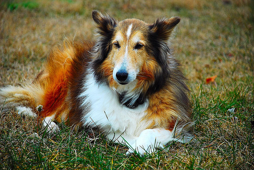 A dog image from https://images.dog.ceo/breeds/sheepdog-shetland/n02105855_16567.jpg