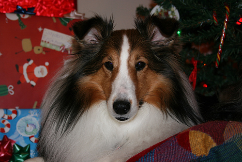 A dog image from https://images.dog.ceo/breeds/sheepdog-shetland/n02105855_1791.jpg