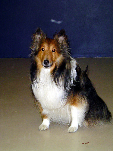 A dog image from https://images.dog.ceo/breeds/sheepdog-shetland/n02105855_18141.jpg