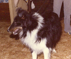 A dog image from https://images.dog.ceo/breeds/sheepdog-shetland/n02105855_19002.jpg