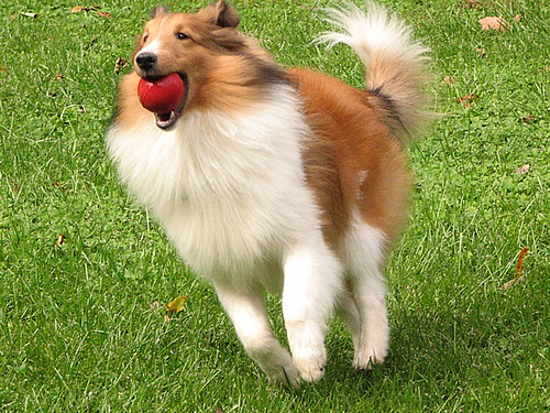 A dog image from https://images.dog.ceo/breeds/sheepdog-shetland/n02105855_1963.jpg