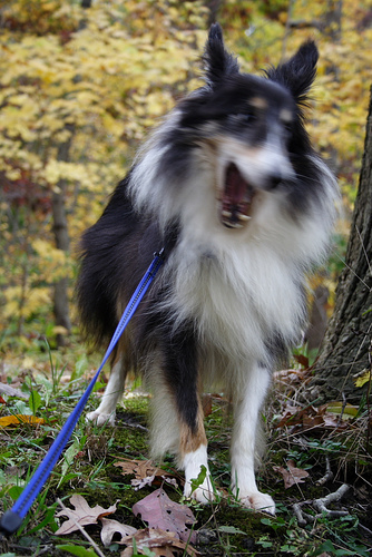 A dog image from https://images.dog.ceo/breeds/sheepdog-shetland/n02105855_2172.jpg