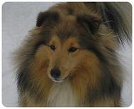 A dog image from https://images.dog.ceo/breeds/sheepdog-shetland/n02105855_2433.jpg